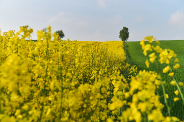 In the middle of a vast gap, between golden rapeseed and a green wheat field, a lonely birch...
