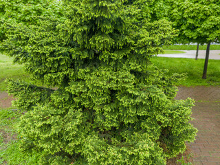 Branches of spruce with young shoots in spring overcast day