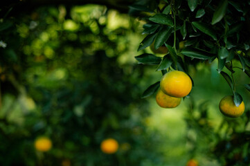 Orange fruit, organic orange garden, oranges ready to harvest and eat. Fresh orange juice from the...