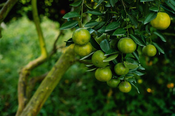 Orange fruit, organic orange garden, oranges ready to harvest and eat. Fresh orange juice from the garden Fruits are beneficial to health