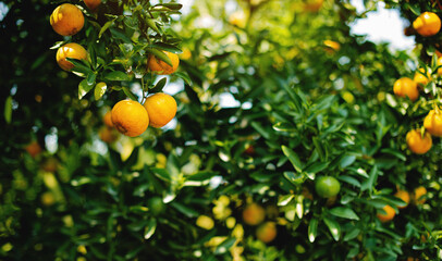 Orange fruit, organic orange garden, oranges ready to harvest and eat. Fresh orange juice from the...