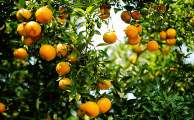 Orange fruit, organic orange garden, oranges ready to harvest and eat. Fresh orange juice from the garden Fruits are beneficial to health