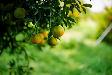 Orange fruit, organic orange garden, oranges ready to harvest and eat. Fresh orange juice from the garden Fruits are beneficial to health