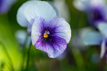 Purple Pansy (Viola ×wittrockiana)