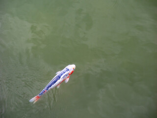 優雅に池を泳ぐ大きな錦鯉