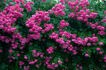 pink flowers in a garden