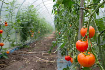 Beautiful red ripe tomatoes grown in a greenhouse. Rows of ripe homegrown tomatoes before harvest. Organic farming