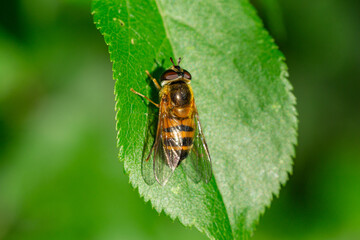 Close-up of a hoverfly (Epistrophe eligans) sitting on a leaf in the sun