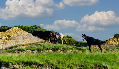 Wild mustang horses on the prairie, Theodore Roosevelt National Park, North Dakota, USA