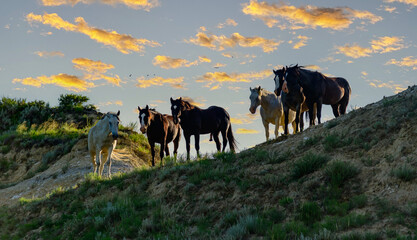 Wild mustang horses on the prairie, Theodore Roosevelt National Park, North Dakota, USA - obrazy, fototapety, plakaty