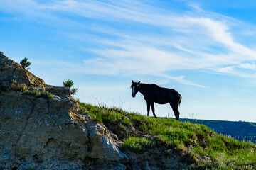 Lonely wild horse grazing on green grass in Theodore Roosevelt National Park, North Dakota, USA