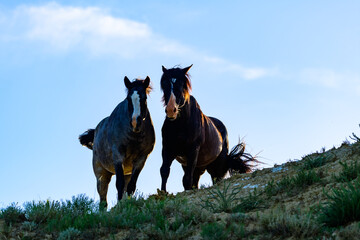 Two wild horses in the wild on a mountain against the sky, Theodore Roosevelt National Park, North Dakota, USA - obrazy, fototapety, plakaty