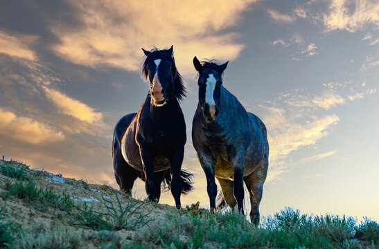 Wild mustang horses on the prairie, Theodore Roosevelt National Park, North Dakota, USA