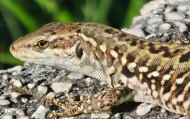 lizard on the stone