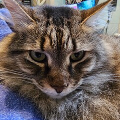 close up portrait of a cat