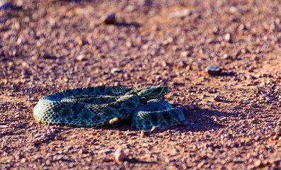 Mohave Rattlesnake (Crotalus scutulatus), Theodore Roosevelt National Park, North Dakota, USA