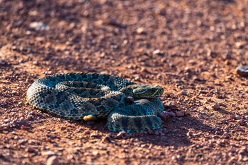 Mohave Rattlesnake (Crotalus scutulatus), Theodore Roosevelt National Park, North Dakota, USA