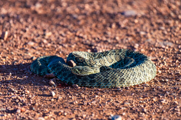 Mohave Rattlesnake (Crotalus scutulatus), Theodore Roosevelt National Park, North Dakota, USA