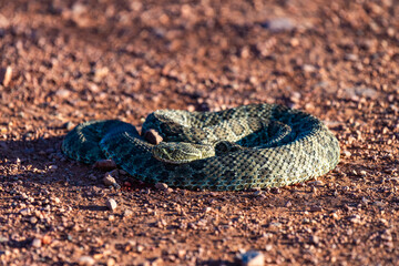 Mohave Rattlesnake (Crotalus scutulatus), Theodore Roosevelt National Park, North Dakota, USA