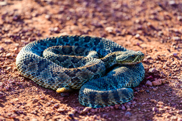 Mohave Rattlesnake (Crotalus scutulatus), Theodore Roosevelt National Park, North Dakota, USA