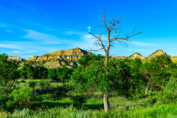 Dry tree against a background of vegetation and layered erosional geological formations, Theodore...