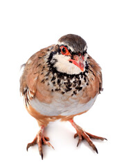 French Partridge, Alectoris rufa