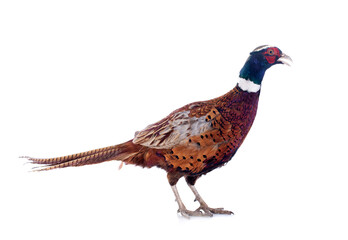 male pheasant