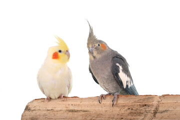 Cockatiel in front of white background