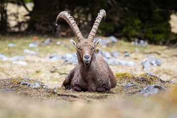 Ibex chilling in the sun