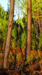 Forêt des Landes de Gascogne, pendant le coucher du soleil, en automne