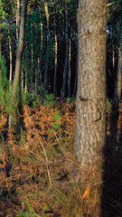 Obraz premium Forêt des Landes de Gascogne, pendant le coucher du soleil, en automne