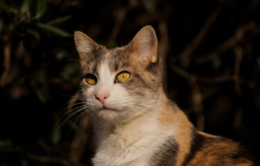 Cute portrait of a happy cat in the garden