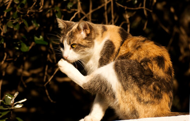 Portrait of a cat in the garden