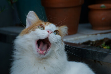 Portrait of a cat in the garden