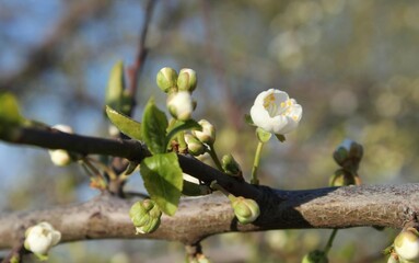 branch with apple blossoms in spring