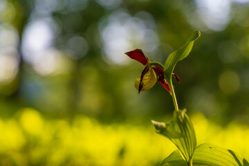 Slipper Orchid - Cypripedium calceolus beautiful yellow flower on a green background with nice bokeh. Wild foto.