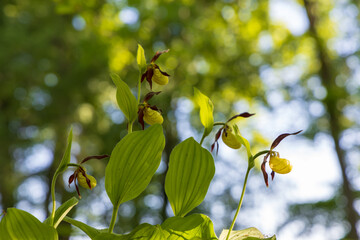 Slipper Orchid - Cypripedium calceolus beautiful yellow flower on a green background with nice...