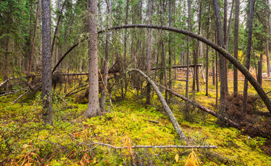 Dense boreal forest in the Yukon Territory, Canada
