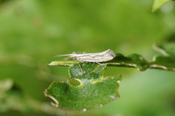 Closeup Dame's Rocket Moth Plutella porrectella. Family Plutellidae. On a damaged leaf of Dame's violet Hesperis matronalis. Dutch garden, Spring, May