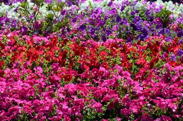 Parterre de flores en Mutrah, Sultanato de Omán