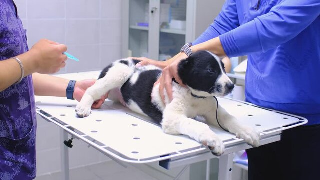 A veterinarian treats a dog in a veterinary clinic. The doctor injects an injection into the dog's paw.