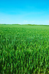 Countryside, grass and nature in summer, ecology and peace in bush or pasture, blue sky and clouds. Ecosystem, sustainability and morning, scenery and outdoor, greenery and meadow, park and plants