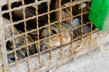 Animals, pets, cat, rabbit, kitten, pigeon