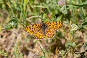 Algerian Iparhan butterfly (Melitaea ornata) sunbathing on a plant