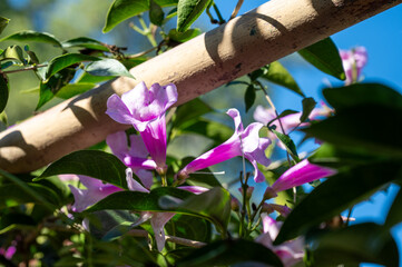 Garlic vine flowers, or mansoa alliacea, have beautiful purple-pink clusters of petals.