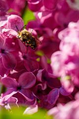 spring. Colorful plants, warm days, bees, butterfly, blueberries, lupine