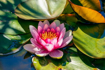 Pretty pink water lily in a pond with green leaves and contrasting sunlight