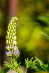 spring. Colorful plants, warm days, bees, butterfly, blueberries, lupine