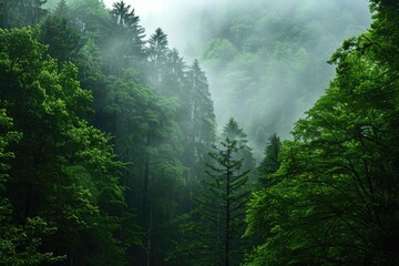 Nature Mist. Foggy Forest View with Green Trees and Calmness of Nature