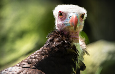 Wollkopfgeier Portrait